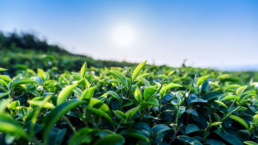 organic loose leaf green tea plants in a field