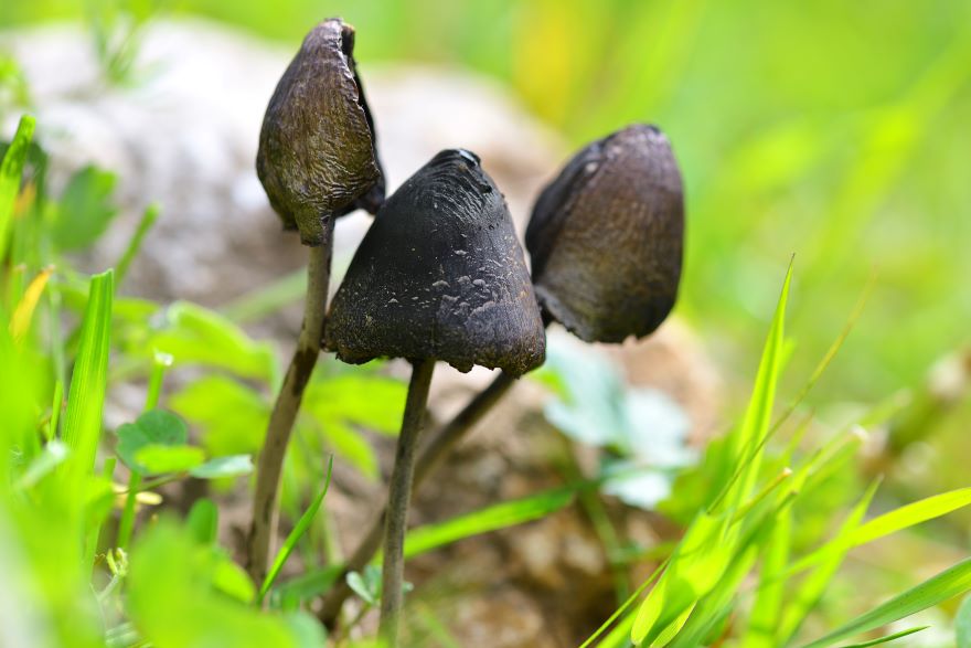 Black mushrooms growing wild