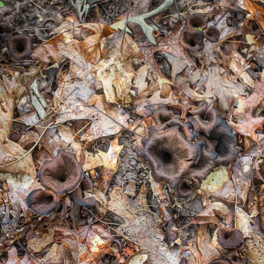 Black trumpet mushrooms in the forest