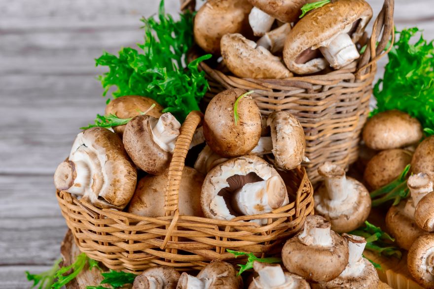 Growing Portobello mushrooms in a basket