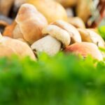 Hydroponic mushrooms with green leaves