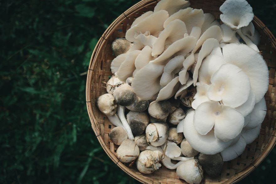 Straw mushrooms in a basket