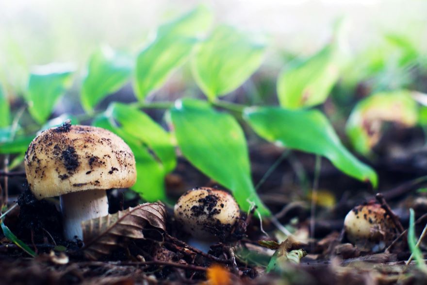 Easiest mushrooms to grow in ground with green leaves