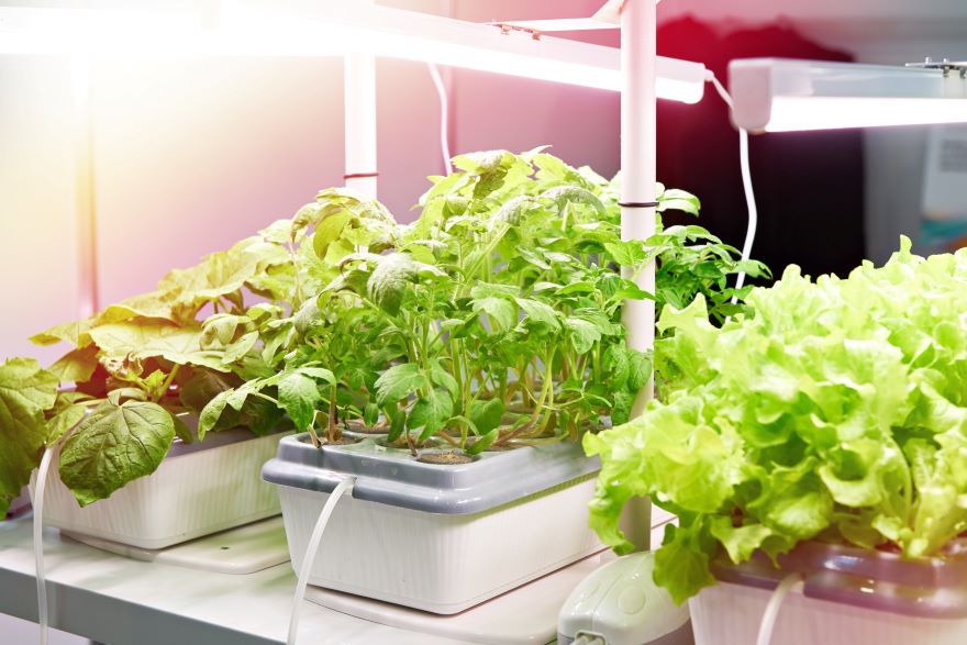 Best hydroponics systems growing lettuce