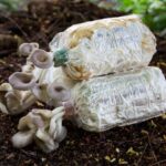 Best mushroom grow bags with white mushrooms coming out the top