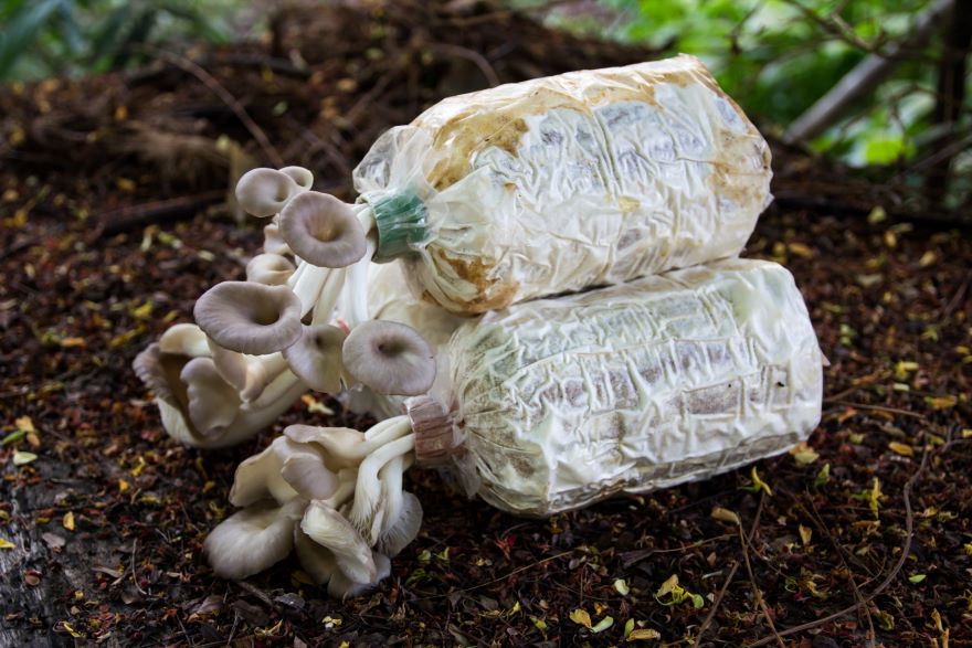 Best mushroom grow bags with white mushrooms coming out the top