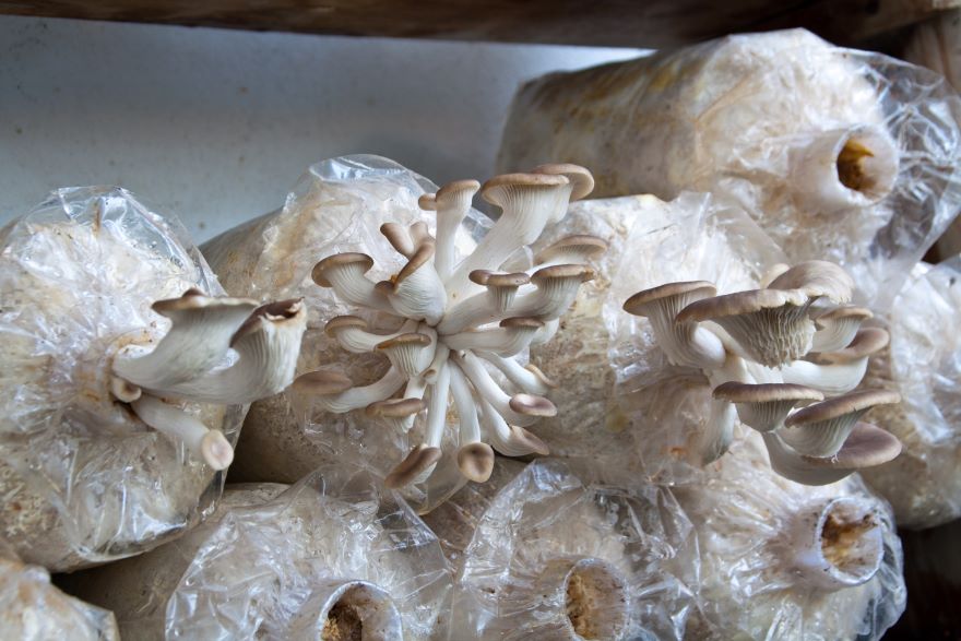 Growing mushrooms in a bag with white mushrooms