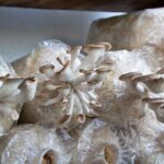 Growing mushrooms in a bag with white mushrooms