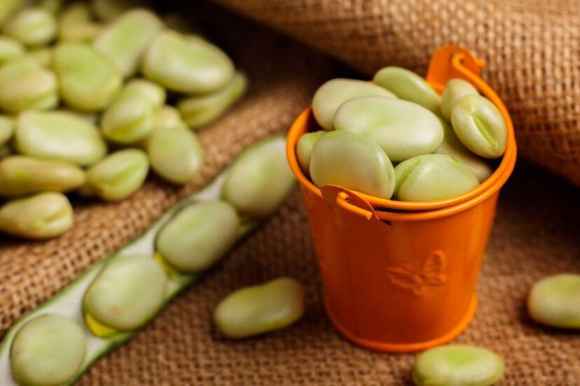 Dried fava beans in a pot with loose beans around it