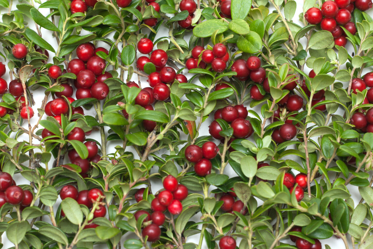 Fascinating Do Cranberries Have Seeds Images