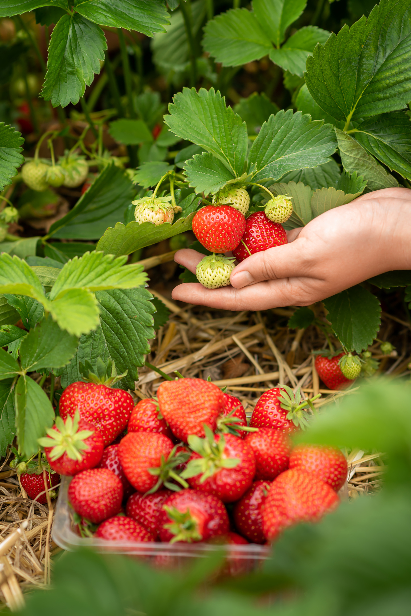 Are wild strawberries edible? with a hand picking strawberries